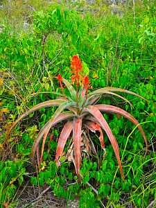 Aloe aldabrensis_3.JPG